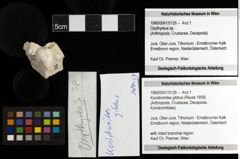 Foto (Objekt + Etiketten) von Konidromites gibbus (Reuss 1858) 